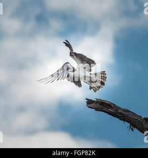 Balbuzard pêcheur Pandion haliaetus en vol, Guyana, en Amérique du Sud Banque D'Images