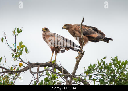 Savannah hawks (Buteogallus meridionalis), Guyana, en Amérique du Sud Banque D'Images