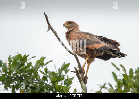 Savannah hawk (Buteogallus meridionalis), Guyana, en Amérique du Sud Banque D'Images