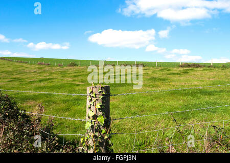 Un champ de pâturage vide avec barbelés Banque D'Images