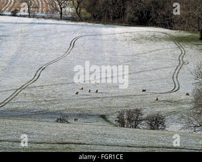 Encerclé par les moutons se tortille les pistes dans un tracteur champ couvert de neige en hiver, Cumbria Banque D'Images
