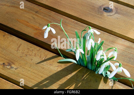 Snowdrop Galanthus nivalis (commune) croissant entre les bandes sur le plancher de la terrasse Banque D'Images