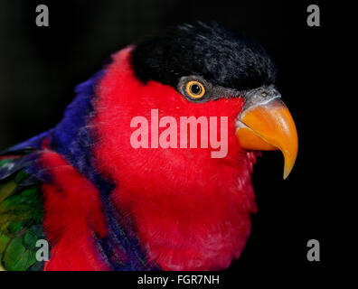 Western Black plafonnées Lory (lorius lory) Banque D'Images