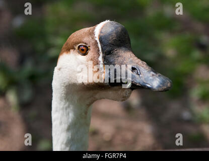 Chinese goose (Anser cygnoides) Banque D'Images