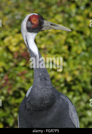 Cou blanc (Grus vipio grue) Banque D'Images