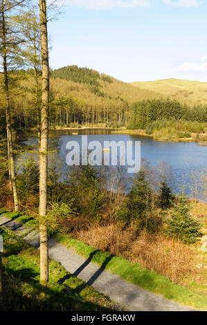 Le Nant Bwlch yr Arian centre, Pays de Galles est une destination populaire pour voir red kites qui sont nourris tous les jours Banque D'Images