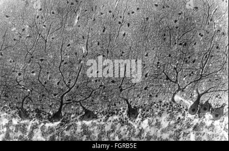 Médecine, anatomie, cerebrac / cranium, cortex du cervelet humain, cellules de Purkinje, photo du Dr Adelheid Winkelmann, 20e siècle, 20e siècle, microscopie, cellule nerveuse, cellules nerveuses, neurales, néritiques, voie nerveuse, voie nerveuse, voies nerveuses, voies nerveuses, voies nerveuses, voies nerveuses, voies cérébrales, cervelet, médecine, médicaments, cellules Purkinje-historiques, cellules de Purkinje-purinje-purinje-purinje-purinje-purinje-nites, cellules, cellules historiques, cellules de purinje- Banque D'Images