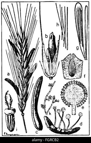 botanique, champignon, ergot (Claviceps purpurea), développement de l'ergot, gravure en bois, 19e siècle, 19e siècle, graphique, graphiques, claviceps purpurea, ergot, sclérote, médecine, médicaments, poison, poisons, substance toxique, substances toxiques, maladie, maladies, maladies, maladies, maladie, maladie, maladies, maladies, maladies, seigle, germes pathogènes, agents pathogènes, agents pathogènes, agents pathogènes, feu, pathogène, pathogène, pathogène, pathogène, pathogène, pathogène, pathogène, pathogène, pathogène, pathogène, pathogène, pathogène, pathogène, pathogène, pathogène, pathogène, pathogène, pathogène du feu de St. Champignon, champignon, historique, historique, mycologie, droits additionnels-Clearences-non disponible Banque D'Images