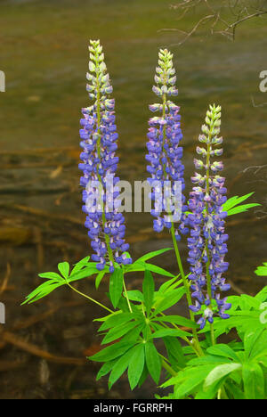 Lupin le long Jack Creek, Oregon, forêt nationale de Deschutes Banque D'Images