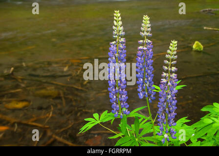 Lupin le long Jack Creek, Oregon, forêt nationale de Deschutes Banque D'Images