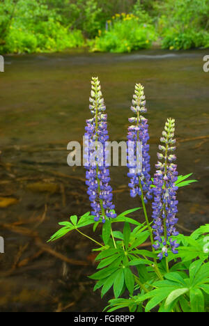 Lupin le long Jack Creek, Oregon, forêt nationale de Deschutes Banque D'Images