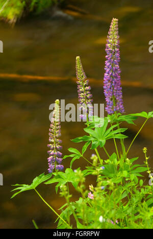 Lupin le long Jack Creek, Oregon, forêt nationale de Deschutes Banque D'Images