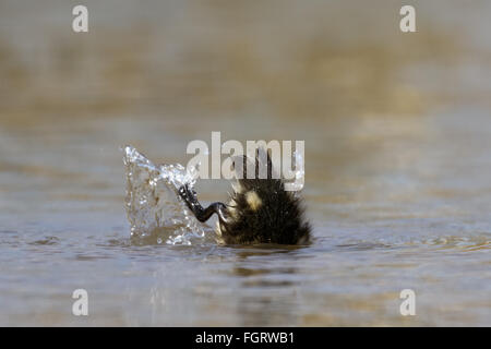 Canard colvert (Anas platyrhynchos) et se terminant à se rendre à la savoureuse des mauvaises herbes. Banque D'Images