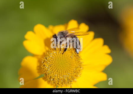 L'abeille européenne (Apis mellifera) boire un nectar de marguerite jaune. Banque D'Images