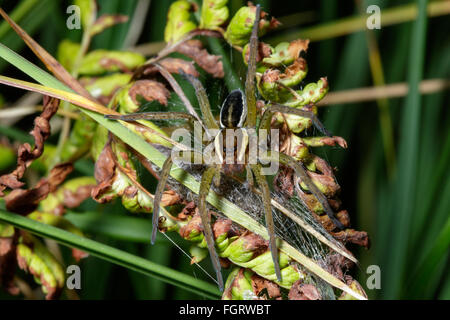Les jeunes araignées Dolomedes fimbriatus (Raft) assis tout en haut dans un buisson à l'abri de l'eau. Banque D'Images