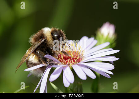 Boire le nectar des bourdons une fleur pourpre. Banque D'Images