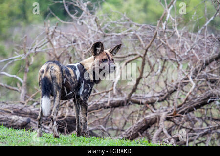 Chien sauvage Espèce Lycaon pictus famille des Canidés, Kruger National Park, Afrique du Sud Banque D'Images