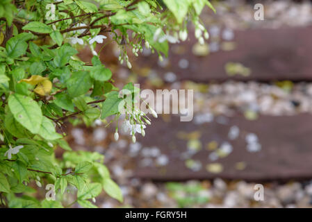 Jessamine Orang fleur dans jardin Banque D'Images