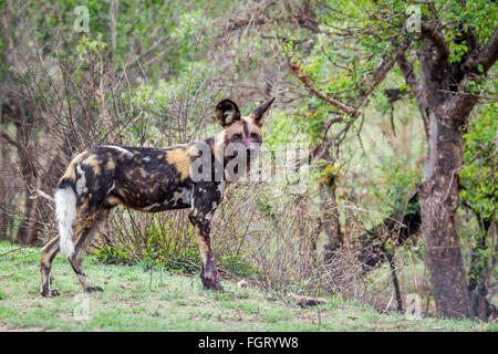 Chien sauvage Espèce Lycaon pictus famille des Canidés, Kruger National Park, Afrique du Sud Banque D'Images