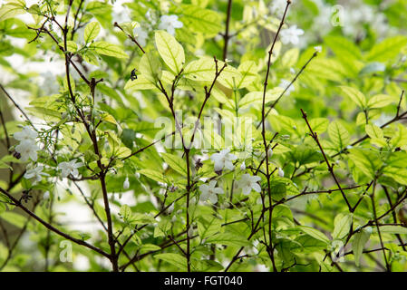 Jessamine Orang fleur dans jardin Banque D'Images