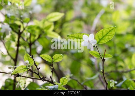 Jessamine Orang fleur dans jardin Banque D'Images