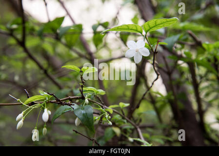 Jessamine Orang fleur dans jardin Banque D'Images