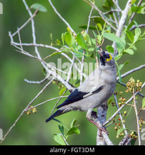 Starling caronculée Creatophora cinerea Famille Espèce de Sturnidae, Kruger National Park, Afrique du Sud Banque D'Images