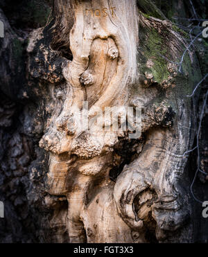 Vue en gros plan détaillé de vieille écorce d'arbre. Beaucoup de détails et la texture. Banque D'Images