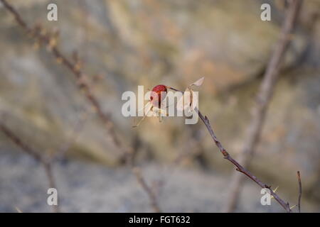 Gros plan de fruits rouges Banque D'Images
