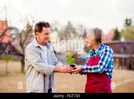 Senior couple holding seedling dans leur jardin, printemps nature Banque D'Images