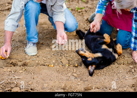 Méconnaissable senior couple Planter les oignons dans la rangée, chien noir Banque D'Images