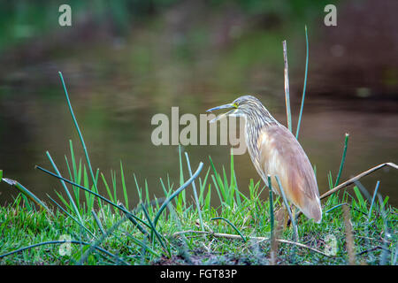 Heron Ardeola ralloides Sqacco Espèce de la famille des Ardeidae, Kruger National Park, Afrique du Sud Banque D'Images