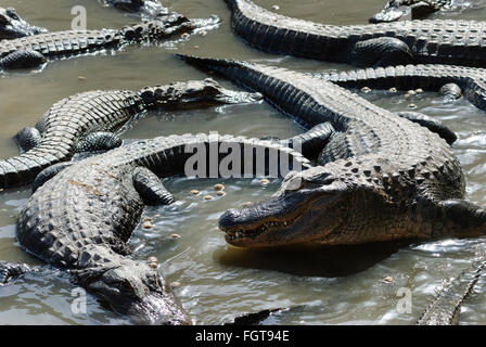 Un groupe d'alligators (américaine) au soleil. Banque D'Images