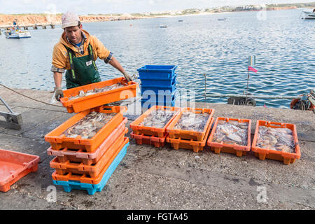 De l'homme poisson frais de calmars et de pieuvres sur le quai, port de Sagres, Algarve, Portugal Banque D'Images