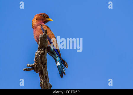 Large-billed roller isolés dans Ciel bleu Espèce Eurystomus glaucurus famiy de Coraciidae Banque D'Images