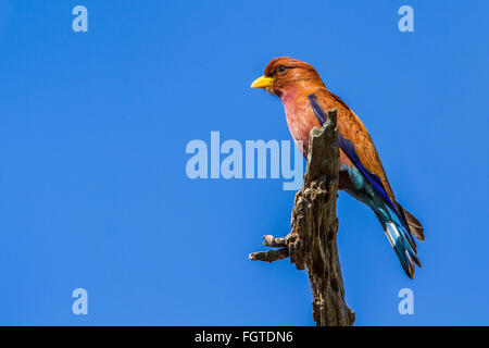 Large-billed roller isolés dans Ciel bleu Espèce Eurystomus glaucurus famiy de Coraciidae Banque D'Images