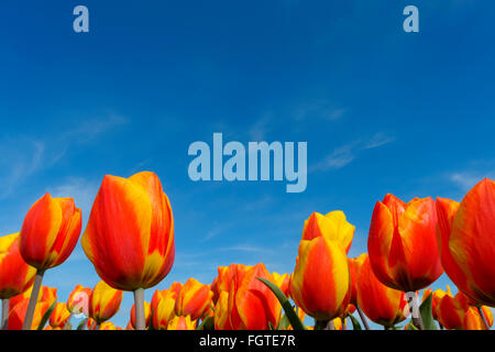 Tulipes rouges et jaunes, Close up, avec bleu ciel néerlandais, Hollande du Nord, Pays-Bas. Banque D'Images