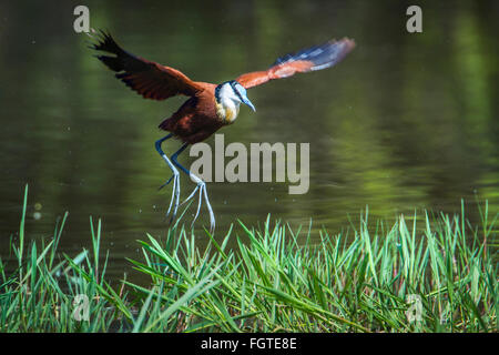 Actophilornis africanus African jacana Espèce Famille des Jacanidae Banque D'Images