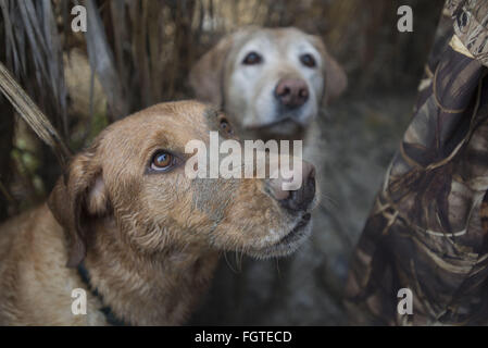 22 févr. 2016 - Lakeview, Californie, États-Unis - Le labrador retriever est America's most popular race de chien pour la 25e année consécutive, l'American Kennel Club a annoncé lundi. 2014 Fichier une paire de Labrador jusqu'à regarder le ciel d'une chasse aux canards du San Jacinto de faune dans l'espoir d'un récupérer. Photographe, Jebb, Harris a été vivant avec les Labradors depuis plus de 25 ans. (Crédit Image : © Jebb Harris via Zuma sur le fil) Banque D'Images