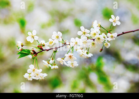 Branche de l'arbre en fleurs. Fleurs des cerisiers. Journée de printemps ensoleillée. Profondeur de champ. Focus sélectif. Banque D'Images