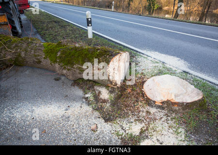 La coupe d'un arbre, d'un abattage le long d'une route, Baum, saurait Baumstamm, tronc d'arbre Banque D'Images