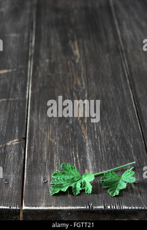 Feuilles de géranium fleur herbe Banque D'Images