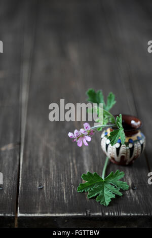 Feuilles de géranium fleur herbe Banque D'Images