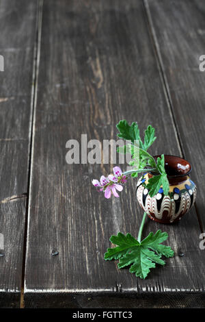 Feuilles de géranium fleur herbe Banque D'Images