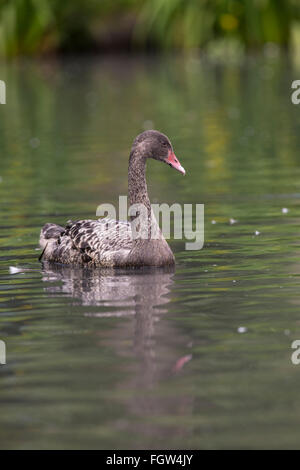 Cygne Noir Cygnus atratus Cygnet ; unique ; d'Anglesey UK Banque D'Images