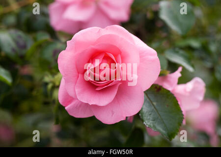 Rosa l'Oxfordshire. Rose Rose dans le jardin. Banque D'Images