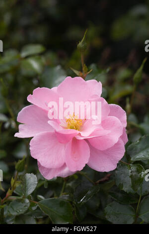 Rosa 'Reine mère' Banque D'Images