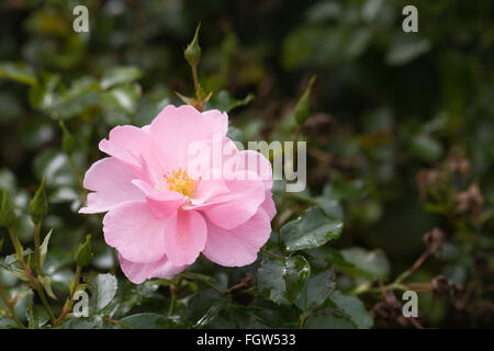 Rosa 'Reine mère' la floraison en automne. Banque D'Images