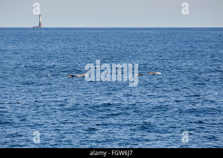 Dauphin commun, Delphinus delphis Pod piscine près de Wolf Rock Lighthouse Cornwall, UK Banque D'Images