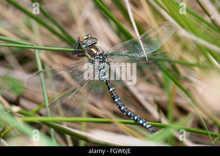 Hawker commun ; Libellule Aeshna juncea Homme célibataire Cornwall ; UK Banque D'Images